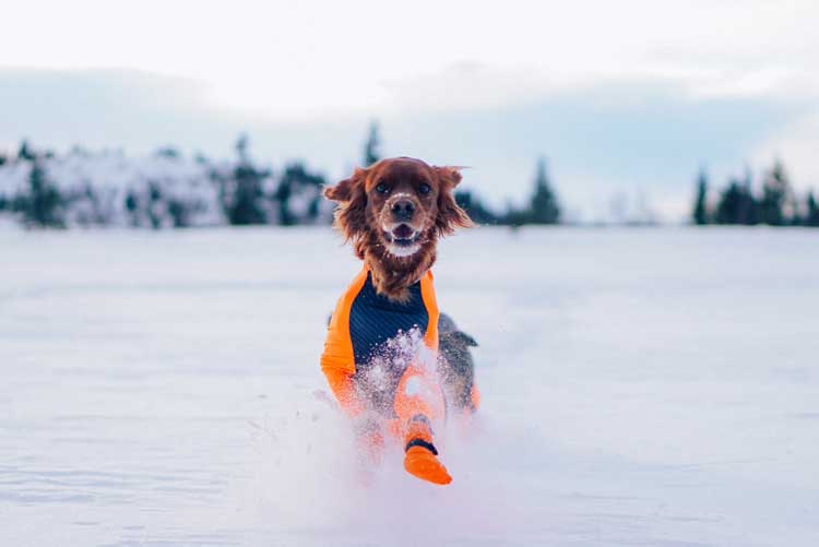 Non-stop Protector suit - Hane