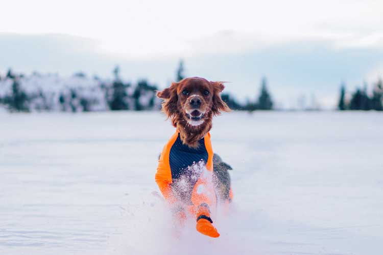 Non-stop Protector suit - Hane